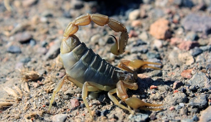 Scorpion_DP_680 Desert Scorpion