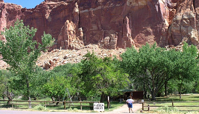 Capitol-Reef-Orchard-Fruita_WikiDanielMayer_680