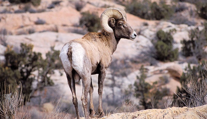 Bighorn-sheep-ArchesUT2_NPSNealHerbert_680 Bighorn sheep in Arches National Park in Utah.