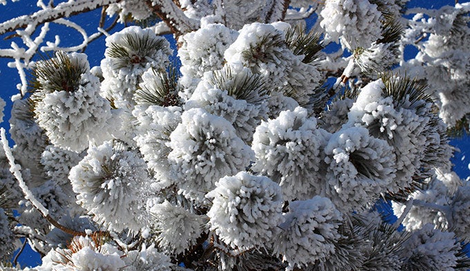 Bryce-pine-snow-winter_DP_680 Bryce Canyon pine trees cling to spikes of snow and ice.