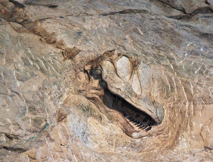 Vernal-DinosaurSkull-at-DNM_UintahCtyTrvTourism_700v Dinosaur Skull at Dinosaur National Monument near Vernal, Utah