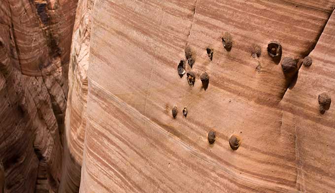 Moqui-Marbles-sandstone_WikiGregWillis_680x392 Moqui Marbles still in the sandstone - Zebra Slot
