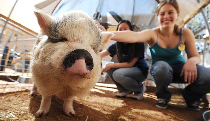 UT-Pot-bellied-Pig-BestFriendsAS_KaneCounty_680 Pot-bellied pig at the Best Friends Animal Sanctuary.