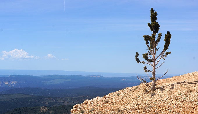 Bryce-Bristlecone-Loop-2_ElisabethKwak_680 Bryce's Bristlecone Loop Trail. Photo by Elisabeth Kwak