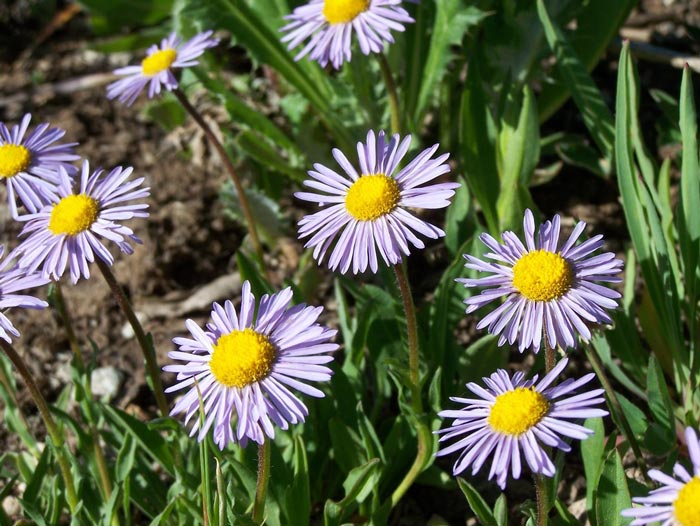 CedarBreaksNM-Wildflowers-OregonFleabane_NPS_700 Oregon Fleabane wildflowers at Cedar Breaks National Monument