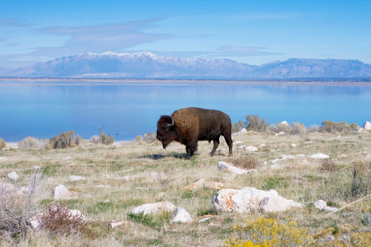 Bison on Antelope Island in Great Salt Lake, Utah
