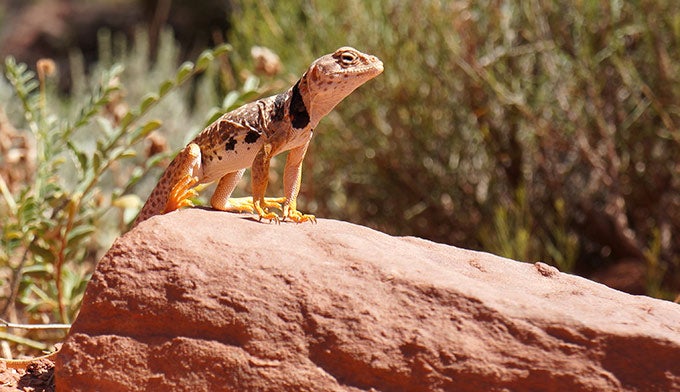 Lizard-Zion_ElisabethKwak_680 A lizard in Zion National Park. Photo by Elisabeth Kwak