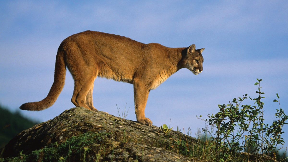 Mountain Lions are Rare in Zion National Park