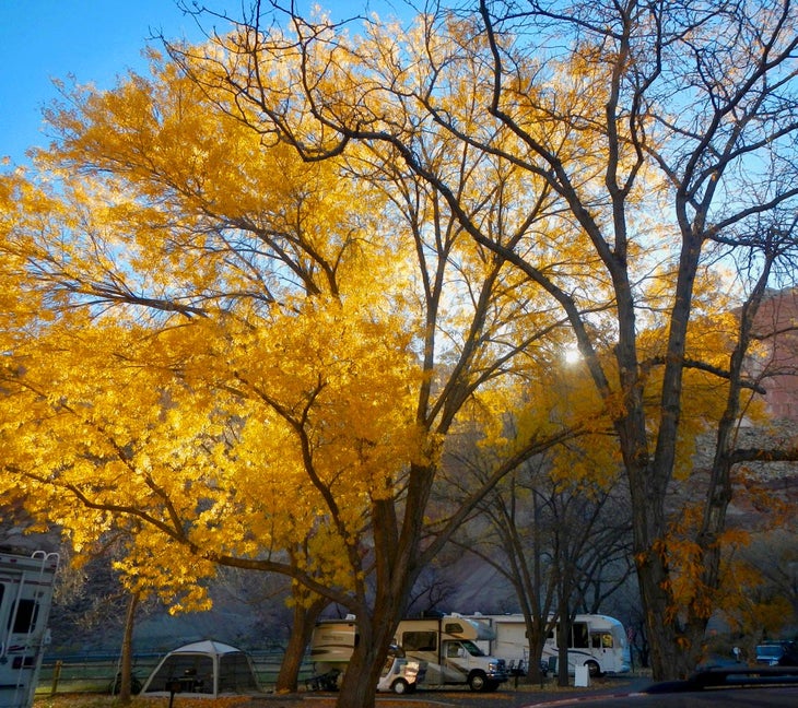 The Fruita Campground in autumn in Capitol Reef National Park