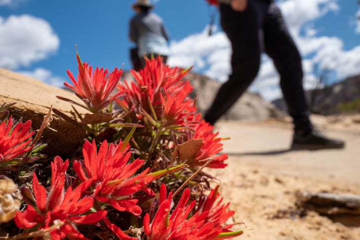 Cacti and wildflowers bloom in springtime at Zion National Park